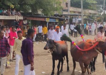 ढोल–ताशांचा नाद अन् नटलेल्या म्हशींचा थाट; कासेगावात रंगला पारंपरिक फॅशन शो