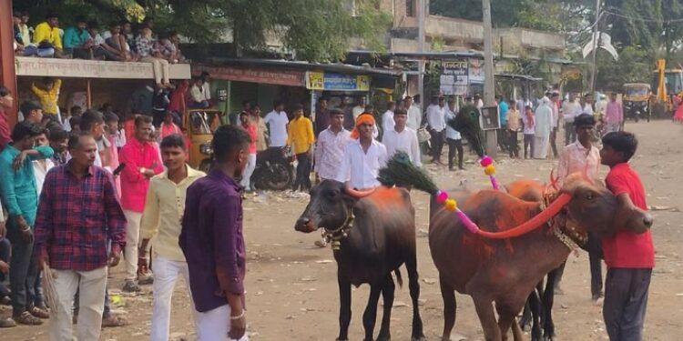 ढोल–ताशांचा नाद अन् नटलेल्या म्हशींचा थाट; कासेगावात रंगला पारंपरिक फॅशन शो