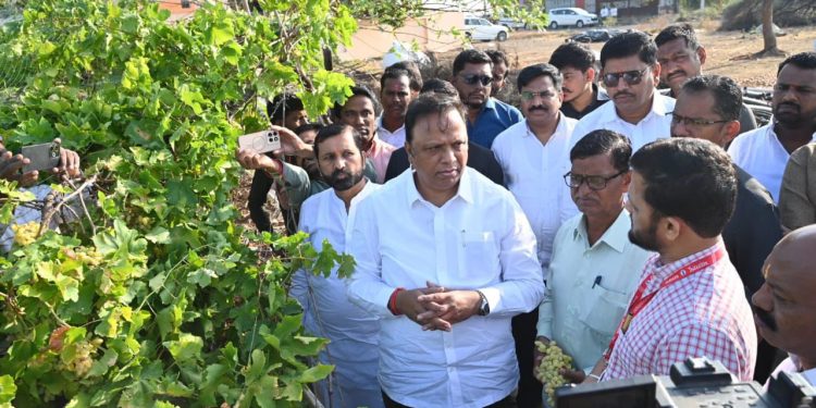 मंत्री आशिष शेलार यांच्याकडून पडसाळीतील द्राक्ष बागांच्या नुकसानीची पाहणी