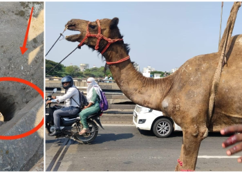पुणे नाका पुलावरील होलमध्ये उंटाचा पाय अडकला; क्रेनच्या साह्याने सुखरूप सुटका