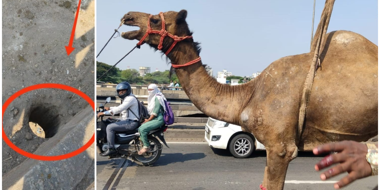 पुणे नाका पुलावरील होलमध्ये उंटाचा पाय अडकला; क्रेनच्या साह्याने सुखरूप सुटका