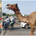 पुणे नाका पुलावरील होलमध्ये उंटाचा पाय अडकला; क्रेनच्या साह्याने सुखरूप सुटका