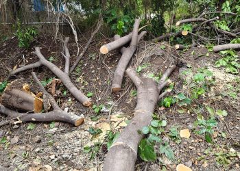 उपमहापौरांच्या तत्परतेने वाचले २५ कडुलिंब वृक्ष!