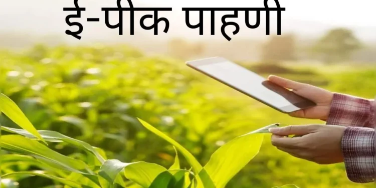 ‘पैसे द्या, अन्यथा पीक पाहणी विसरा ; अक्कलकोटच्या महसूल सेवकावर गुन्हा!